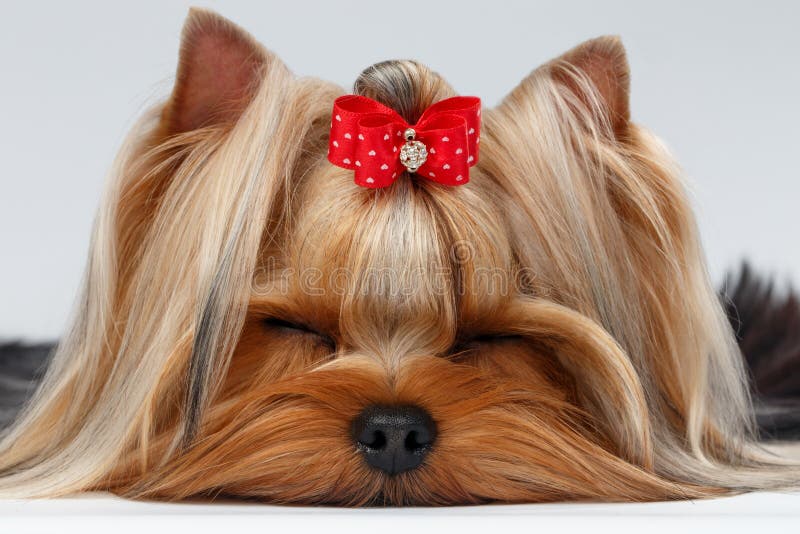 Zbliżenia Yorkshire Terrier pies z zamkniętymi oczami Kłama na bielu obrazy royalty free Zbliżenia Yorkshire Terrier pies z zamkniętymi oczami Kłama na bielu obrazy royalty free