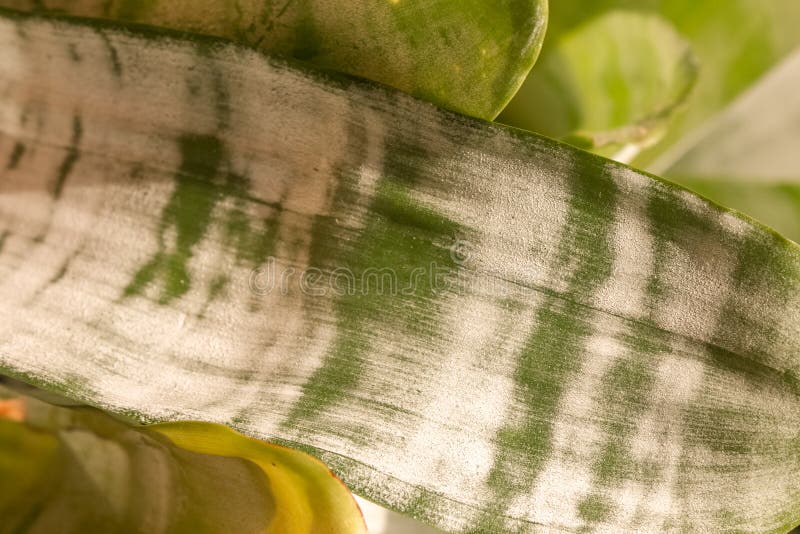 Zbliżenie Bromeliad fotografia stock Zbliżenie Bromeliad fotografia stock