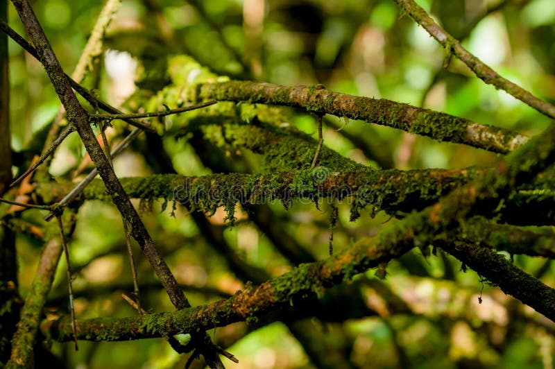 Zbliżenie brown barwiony chuderlawy drzewo, Una De Gato, gałąź z zielonym rozmytym roślinności tłem