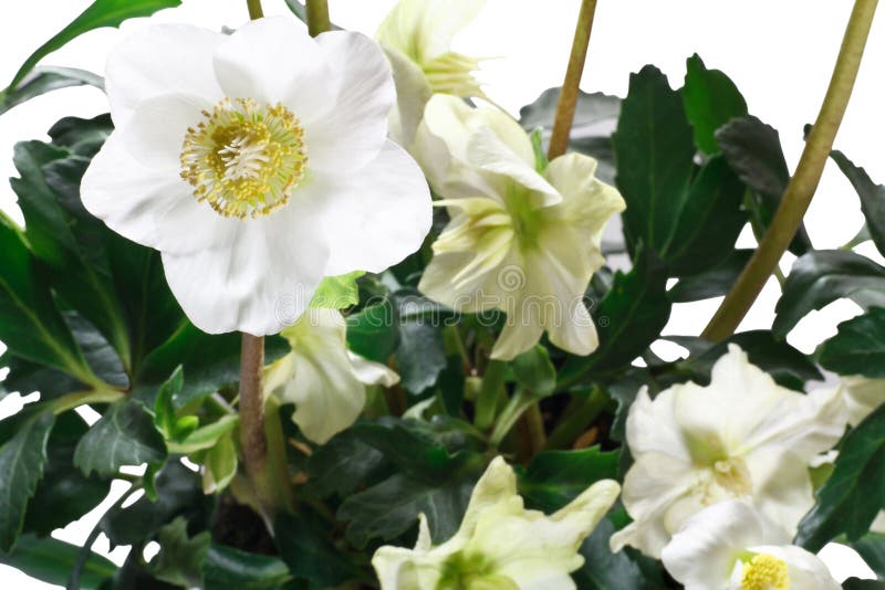 Closeup of hellebore flowers and leaves on a white background. Closeup of hellebore flowers and leaves on a white background