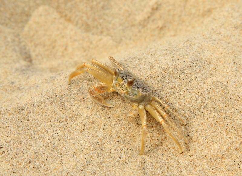 Zbliżenie Ducha Krab przy Plażą fotografia stock