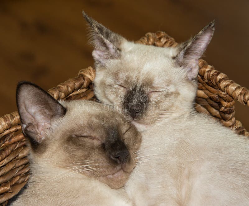 Zbliżenie dwa Syjamskiej figlarki snuggling up, uśpiony fotografia royalty free Zbliżenie dwa Syjamskiej figlarki snuggling up, uśpiony fotografia royalty free