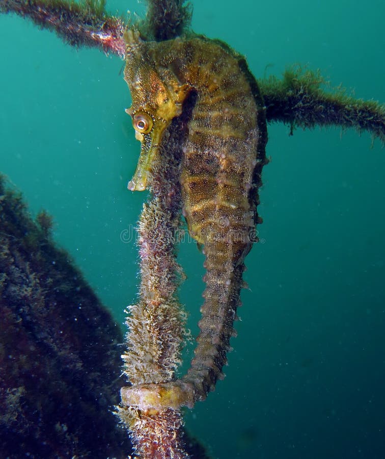 Zbliżenie dziko-żółtego barwy białej morski hippocampus whitei, przylegające do sieci rekinów w basenie wodnym zatoki watsons fotografia stock Zbliżenie dziko-żółtego barwy białej morski hippocampus whitei, przylegające do sieci rekinów w basenie wodnym zatoki watsons fotografia stock