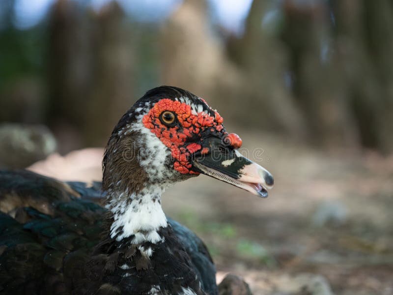 Close up of the head and chest of a Muscovy or Creole Duck with red wattles and black feathers. Close up of the head and chest of a Muscovy or Creole Duck with red wattles and black feathers