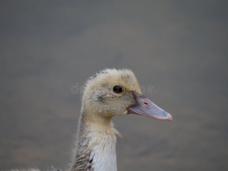 Close up of the head and neck of a Muscovy or Creole duckling photographed in profile with a shallow depth of field. Close up of the head and neck of a Muscovy or Creole duckling photographed in profile with a shallow depth of field