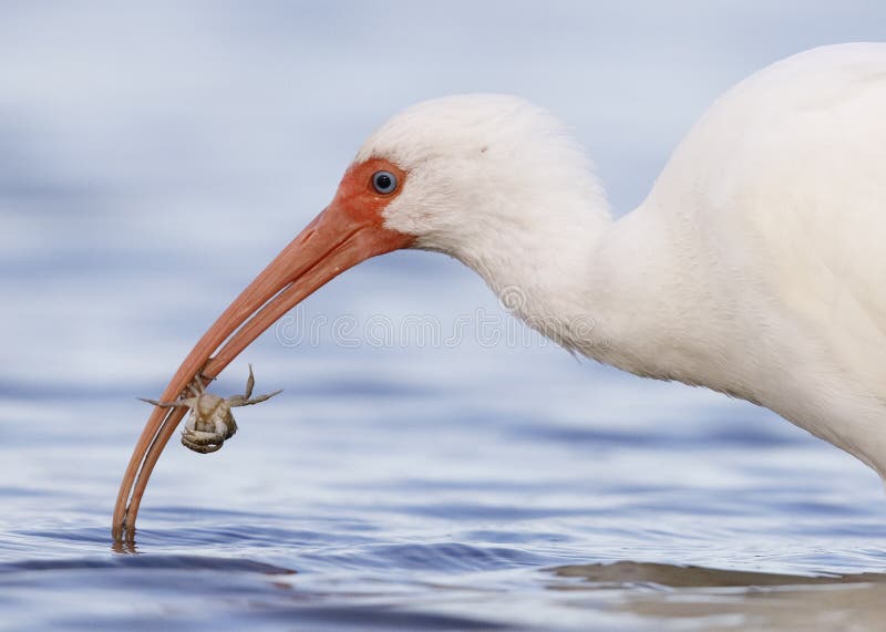 Zbliżenie je kraba Biały ibis - Fort De Soto Parkujący, Floryda obrazy royalty free