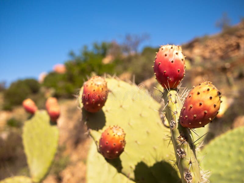 Zbliżenie kaktus z owoc