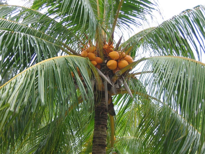 Zbliżenie koksu palma