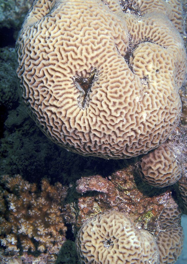 Zbliżenie korale