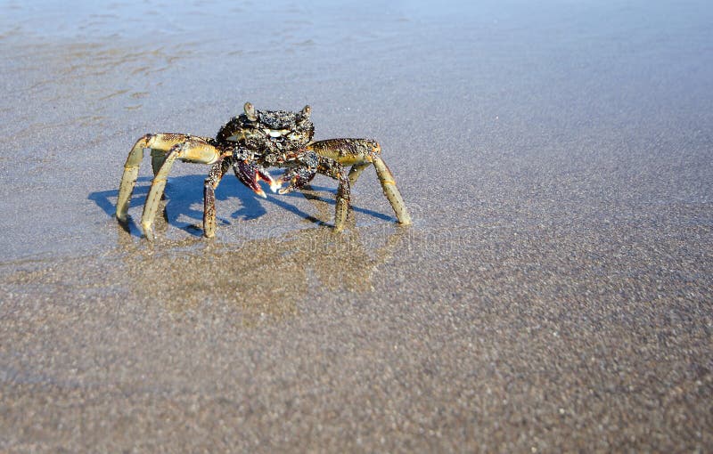 Zbliżenie krab na mokrej piaskowatej plaży fotografia stock