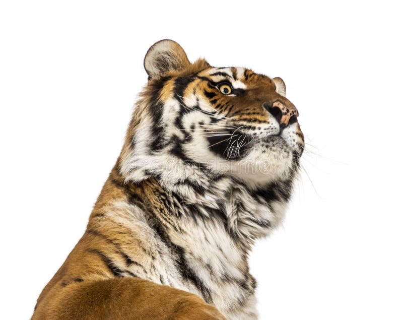 Close-up on a male tiger`s head looking up, big cat, isolated on white. Close-up on a male tiger`s head looking up, big cat, isolated on white