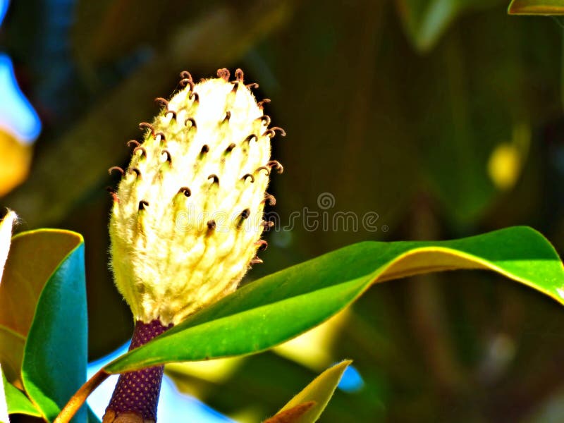 Zbliżenie niewyrobiony Magnoliowy Drzewny okwitnięcie zdjęcie stock Zbliżenie niewyrobiony Magnoliowy Drzewny okwitnięcie zdjęcie stock