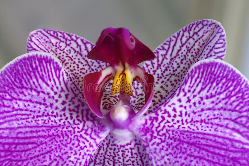 Zbliżenie orchideę purpurowy zdjęcia royalty free