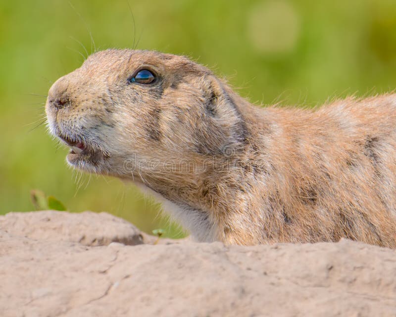 Zbliżenie portret bardzo śliczny, owłosiony i ekspresyjny preryjny pies w badlands parku narodowym, zdjęcie stock Zbliżenie portret bardzo śliczny, owłosiony i ekspresyjny preryjny pies w badlands parku narodowym, zdjęcie stock