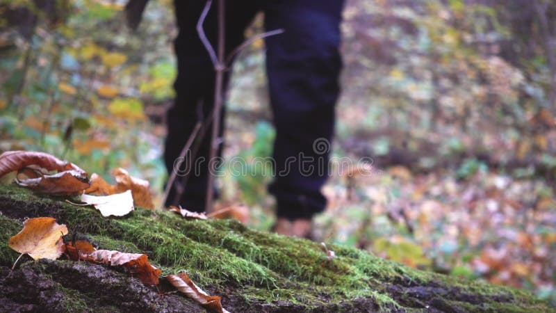 Zbliżenie portret forester, nogi, ax, buty