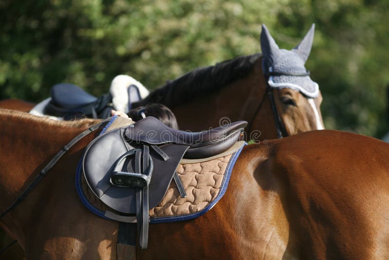 Chestnut colored show jumper horse under saddle waiting for rider. Chestnut colored show jumper horse under saddle waiting for rider