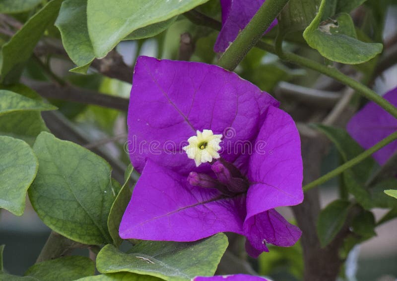 Zbliżenie purpurowy królowej bougainvilla kwiat obrazy royalty free Zbliżenie purpurowy królowej bougainvilla kwiat obrazy royalty free