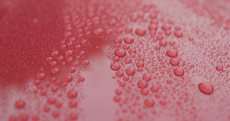 Zbliżenie raindrops na ceramicznym pokrytym czerwonym samochodzie z hydrofobicznym skutkiem