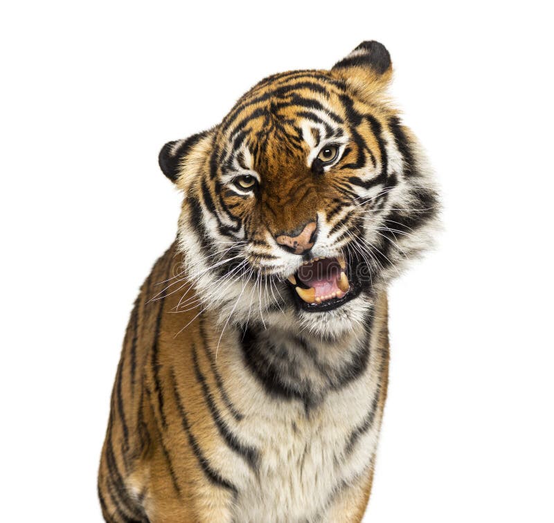 Close-up on a Grumpy tiger`s head, big cat, isolated on white. Close-up on a Grumpy tiger`s head, big cat, isolated on white