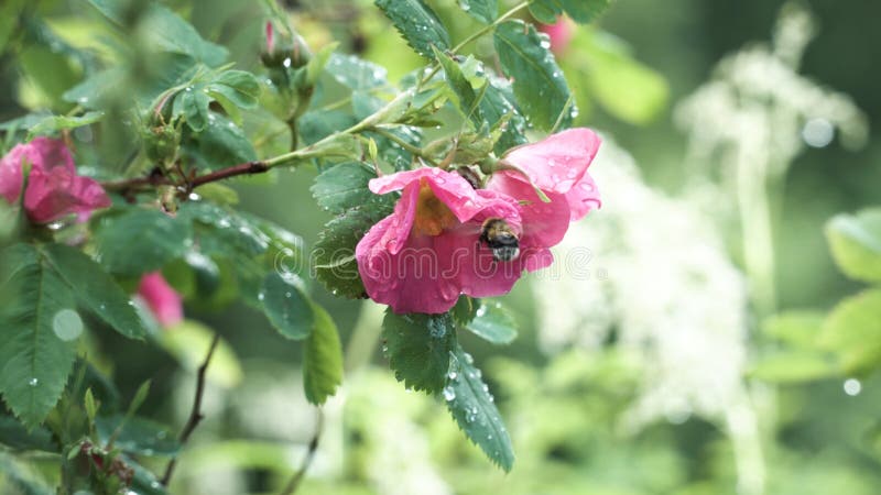 Zbliżenie trzmiela w różowym kwiacie dawki w letnim parku miejskim Nagranie z archiwum Naturalne tło dzikiej przyrody fotografia stock Zbliżenie trzmiela w różowym kwiacie dawki w letnim parku miejskim Nagranie z archiwum Naturalne tło dzikiej przyrody fotografia stock