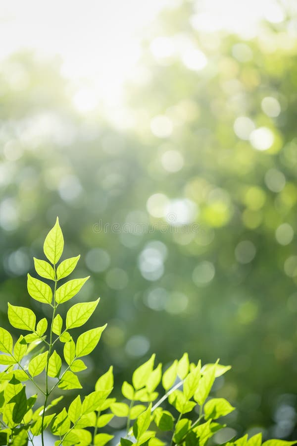 Zbliżenie widoku przyrody zielony liść Millingtonia hortensis na rozmazanym tle zieleni z bokeh i przestrzeÅ„ na kopiowanie
