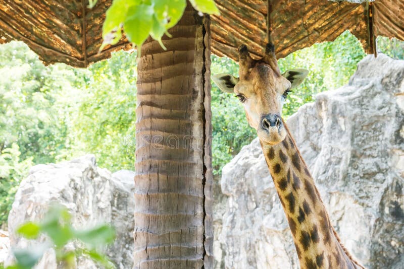 Zbliżenie żyrafa pod sunshade przy zoo tłem zdjęcie stock Zbliżenie żyrafa pod sunshade przy zoo tłem zdjęcie stock