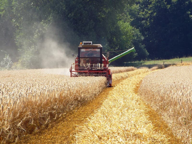 An approaching combine harvester in the middle distance runs along one edge. Germany 02.08.2015. An approaching combine harvester in the middle distance runs along one edge. Germany 02.08.2015