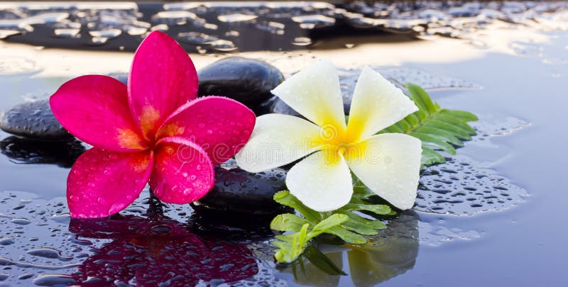 Zdrojów kamienie i frangipani kwiaty fotografia stock Zdrojów kamienie i frangipani kwiaty fotografia stock
