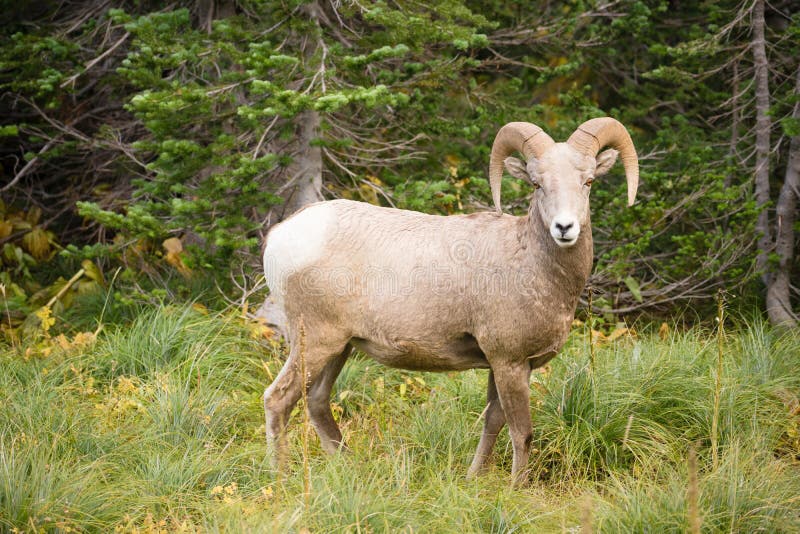 Zdrowa Męska baranu bighorn cakli dzikiego zwierzęcia Montana przyroda obraz stock Zdrowa Męska baranu bighorn cakli dzikiego zwierzęcia Montana przyroda obraz stock