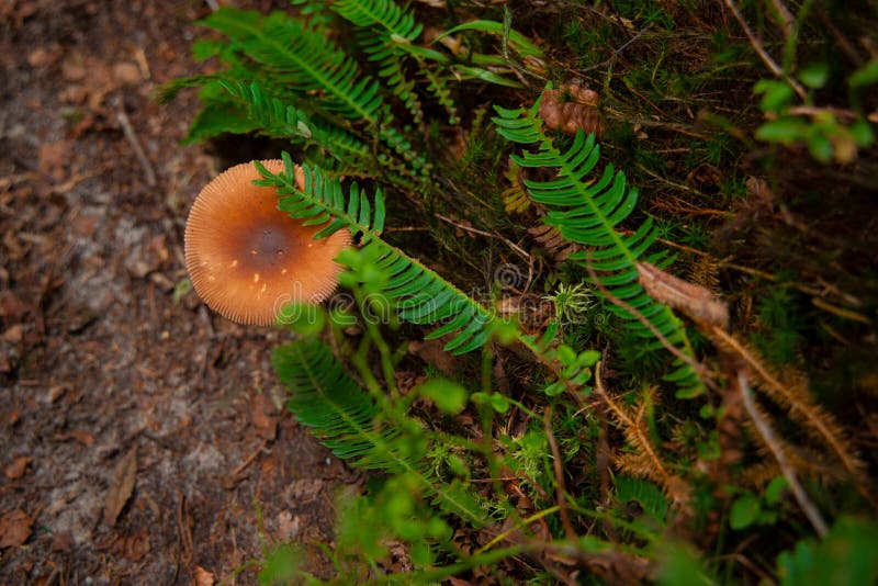 Zdrowe środowisko na wolnym powietrzu na jesiennym parku grzybów fotografia stock