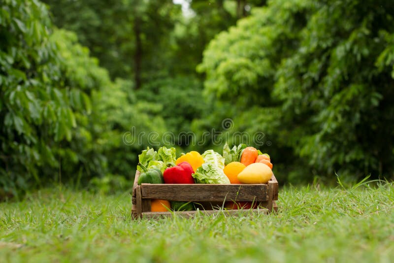 Zdrowy jedzenie z świeżym organicznie warzywem na zielonym środowiska tle zdjęcia stock Zdrowy jedzenie z świeżym organicznie warzywem na zielonym środowiska tle zdjęcia stock