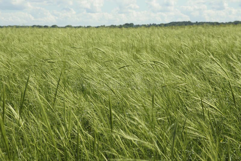 A dense and healthy Wild Rice (Zizania spp.) blowing in the wind. A dense and healthy Wild Rice (Zizania spp.) blowing in the wind.