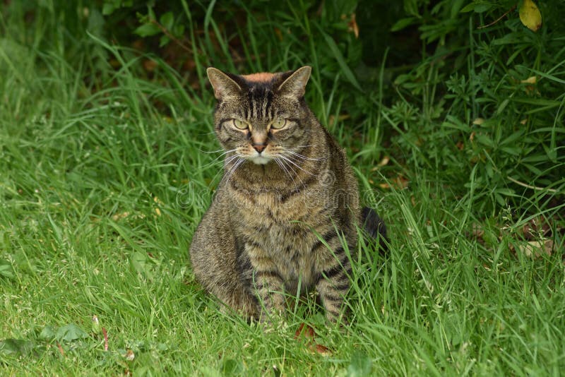 Zdziczały kot Z postawą Siedzi W trawie Podczas gdy na polowaniu