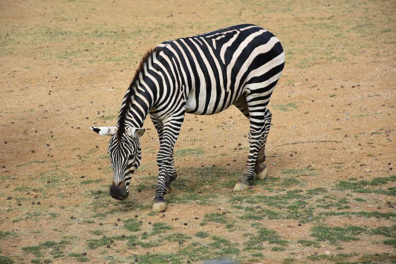 Zebra lizenzfreie stockfotografie Zebra lizenzfreie stockfotografie