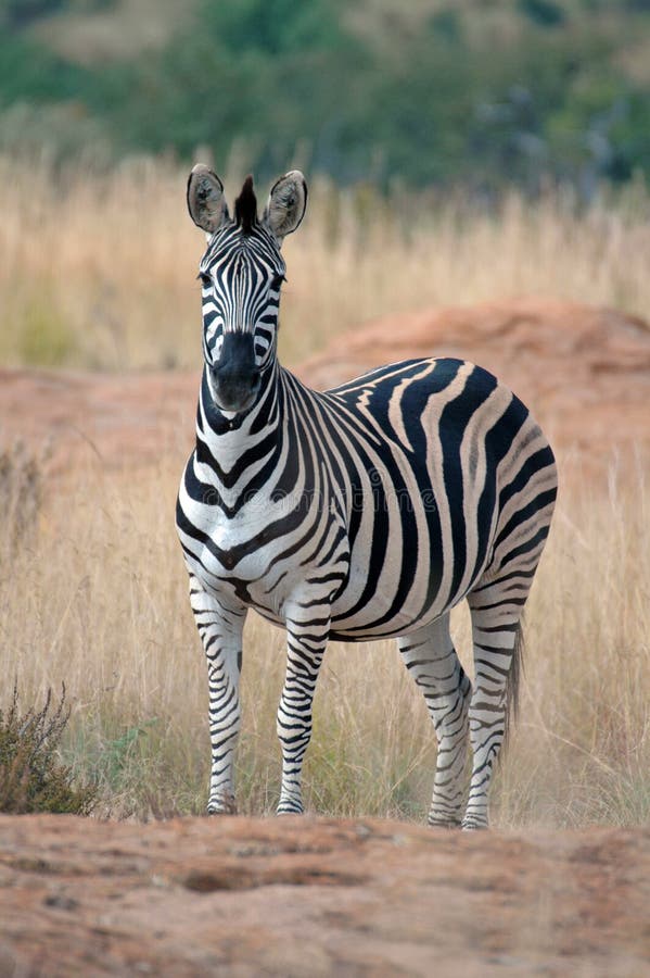 Zebra