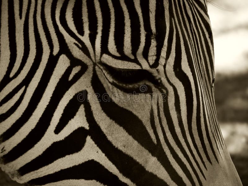 Zebra stock photos Zebra stock photos
