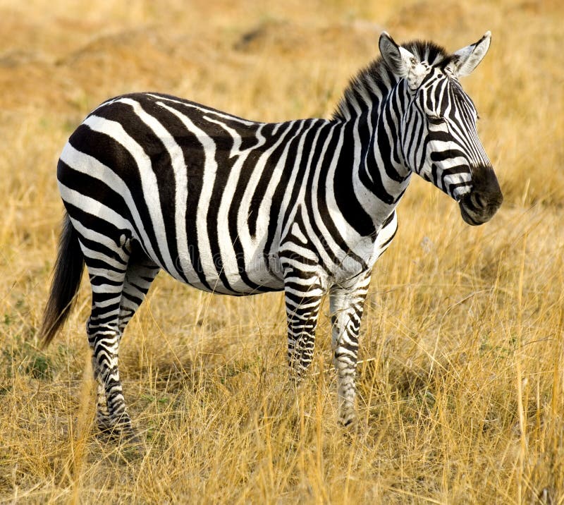 zebra stock zebra stock