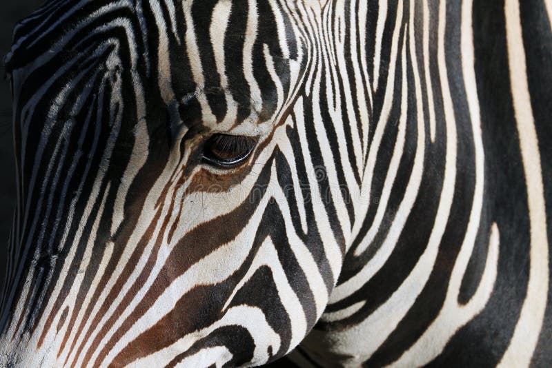 Zebra zdjęcia stock