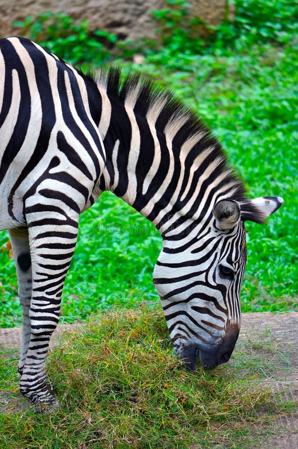 Zebra