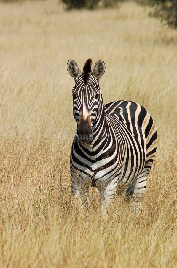 Zebra