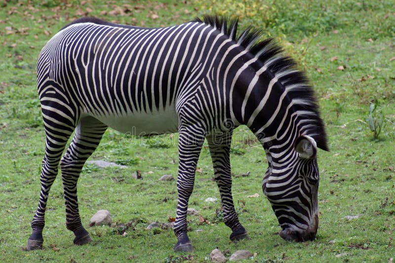 Zebra stock photo. Image of animal, striped, herbivore - 6419052