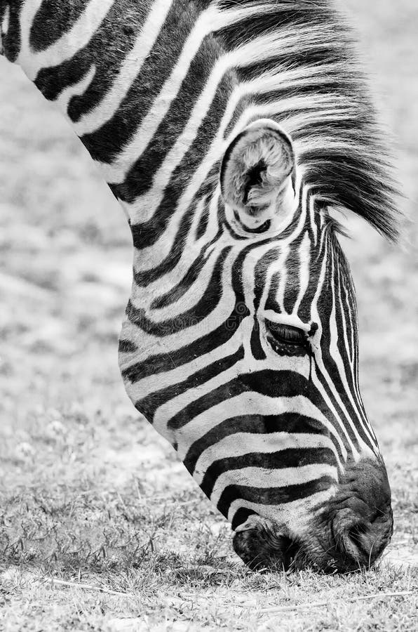 Zebra imagem de stock royalty free Zebra imagem de stock royalty free