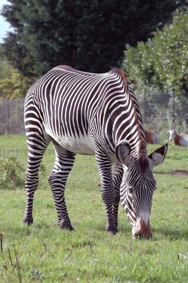 Zebra royalty free stock photos