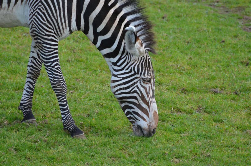 Zebra affamata che fa un spuntino sull'erba su una prateria fotografia stock Zebra affamata che fa un spuntino sull'erba su una prateria fotografia stock