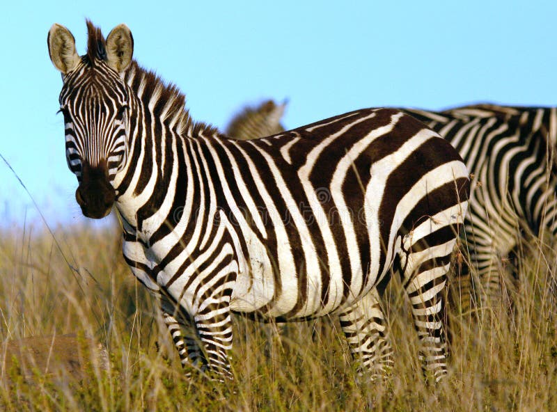 87,516 Zebra Stock Photos - Free & Royalty-Free Stock Photos from Dreamstime 87,516 Zebra Stock Photos - Free & Royalty-Free Stock Photos from Dreamstime
