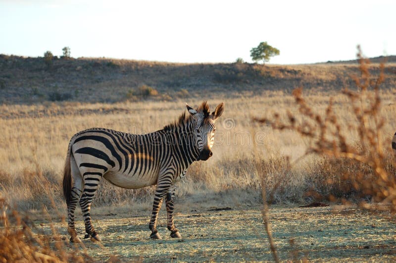 Zebra in African Savannah stock photo. Image of game, browser - 7246984