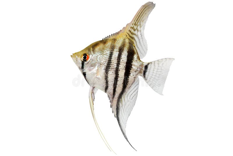 Zebra angelfish pterophyllum scalare aquarium fish isolated on white