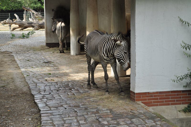 The Zebra Animal Stands Next To a Concrete Building in the Zoo Stock Photo  - Image of closed, outdoor: 212915944