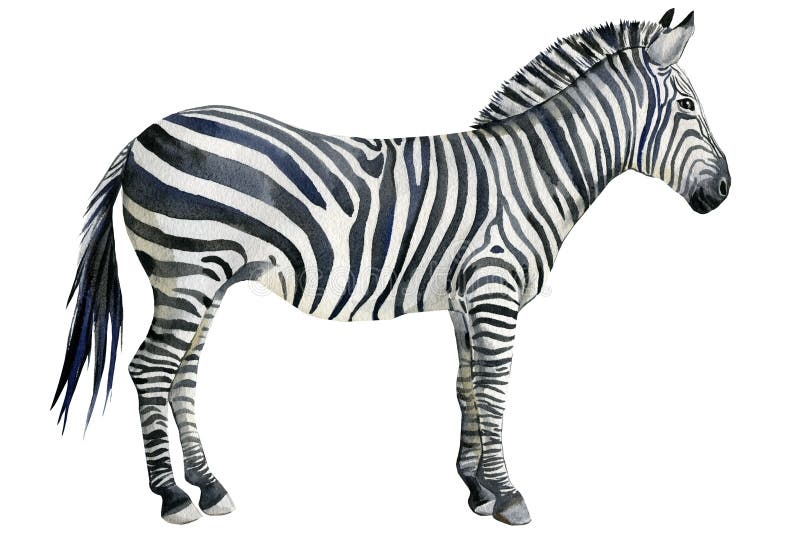 Zebra, Animal Watercolor Illustration, White Background. Stock Image - Image  of fauna, african: 222663869