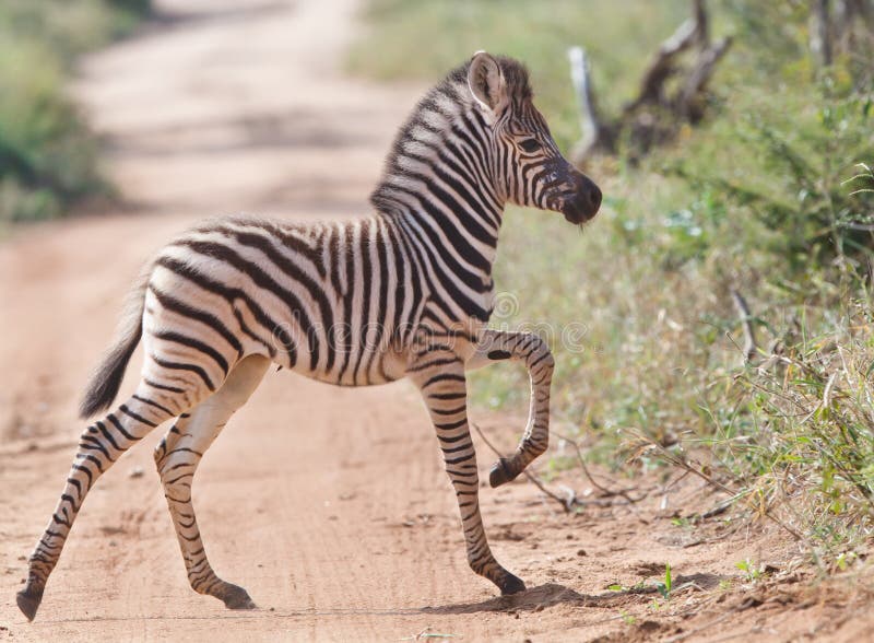 Zebra baby crossing the road